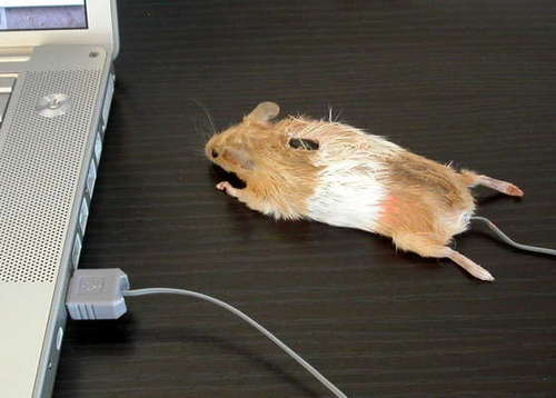 Busca Imagenes Mouse-real