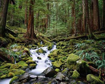 Upeliūkštis Forest_stream