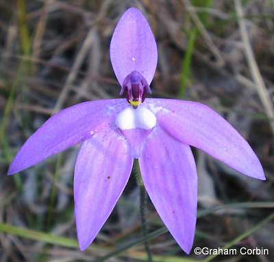 Checklist des orchidées terrestres d'Australie - Page 2 Glossodia%20major%202