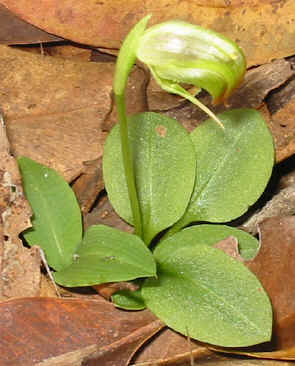 HOA GIEO TỨ TUYỆT 2 - Page 38 Pterostylis%20nutans%202