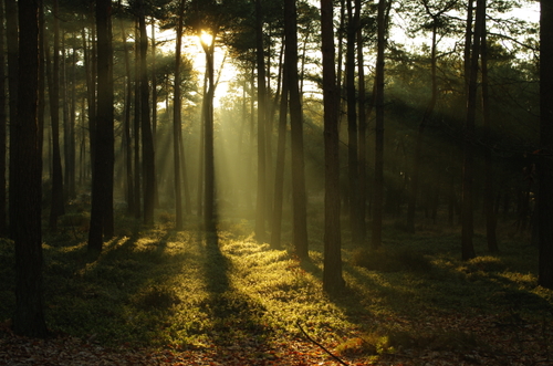 De open plek Licht_tussen_de_bomen