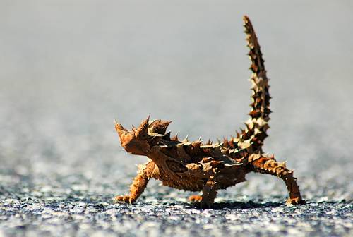   thorny devil Australian-desert-animals-2