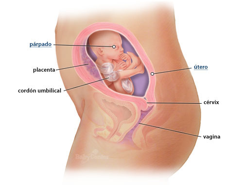 UPyD reconoce que el aborto elimina una vida humana, pero defiende su legalización Fetaldev_021_001