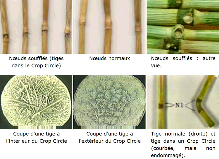 méthodes de création des crop circles... - Page 4 2011-06-10-cropcercle