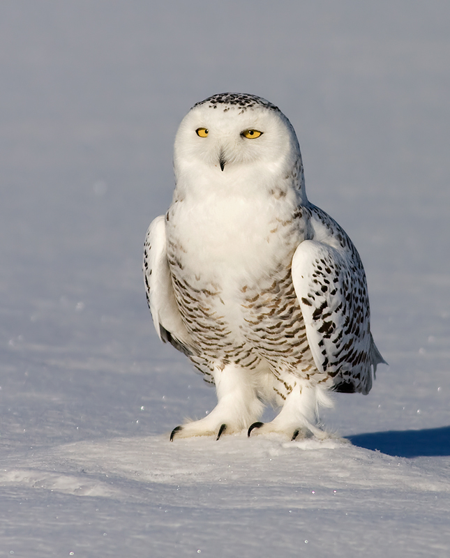 Snowy Owl Upgrade Snowy_owl_rachel_b-2