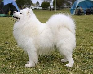 Samojedi... Samoyed