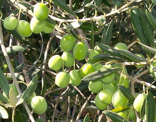 انواع الاشجار المثمرة - صفحة 2 Olive_tree