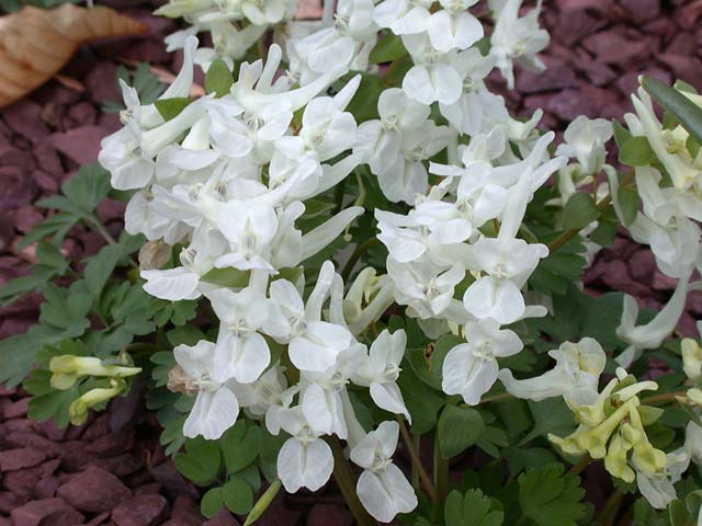 Semis de Corydalis Corydalis_malkensis_JL0003