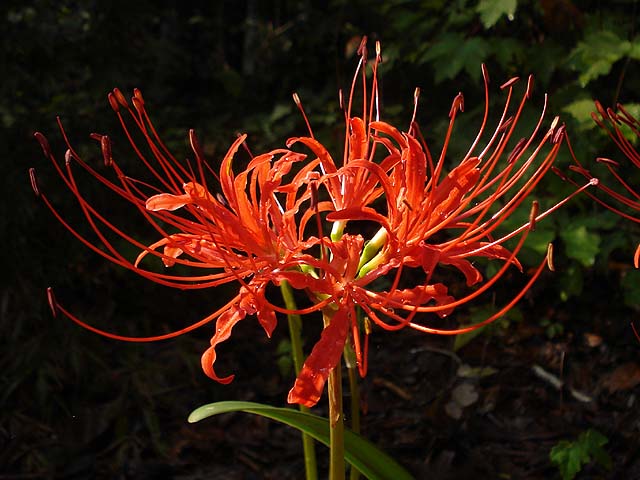 Quand on atteri pas au bon endroit.... [Pv Akito/Agito Miyabi] Lycoris_radiata_Closeup_JAY