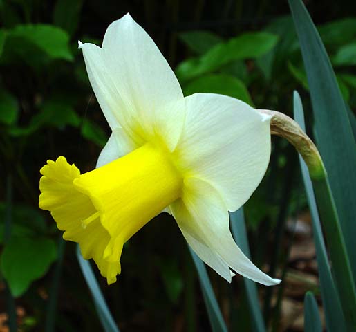 زهرة النرجس  Narcissus Flowers Narcissus_SmilingSun_Profile_JAY