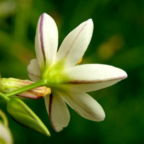    ... Nothoscordum_bivalve_flower_rear