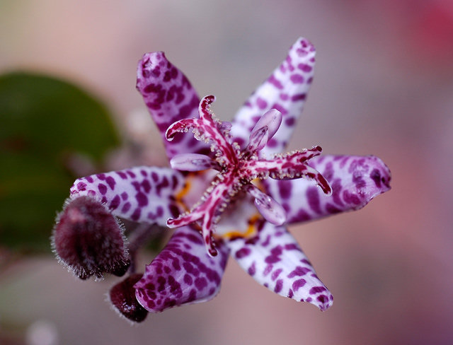 Plantes faciles Tricyrtis_hirta_dar_closeup_gp