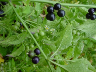 Herbs of The Clans Nightshade