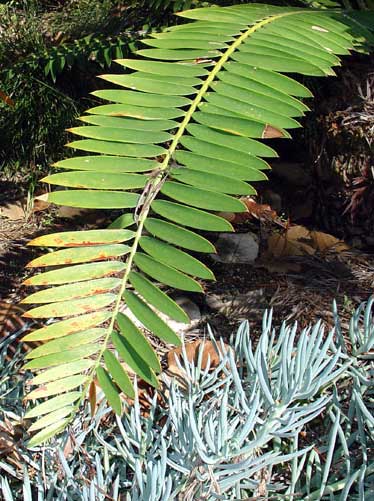 Encephalartos manikensis Manikensis