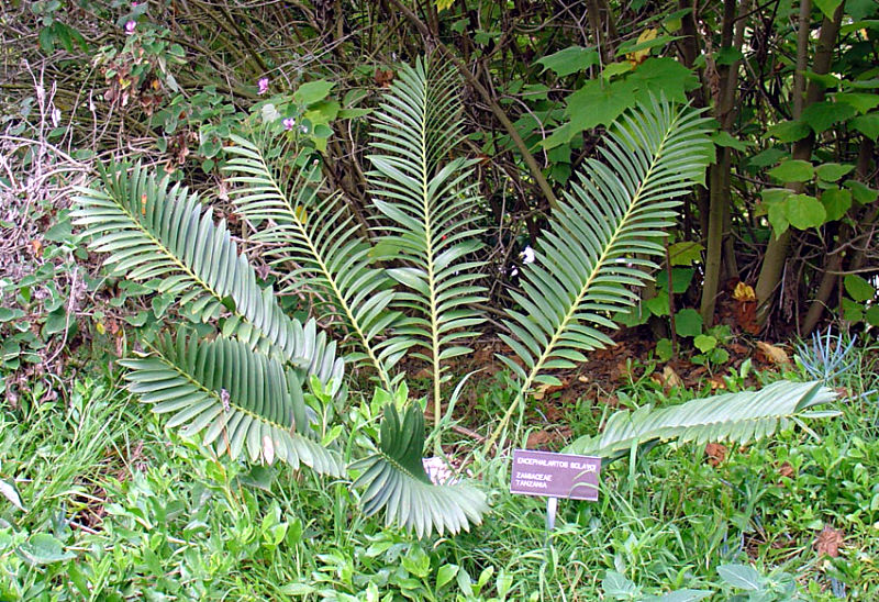 Encephalartos sclavoi Sclavoi04