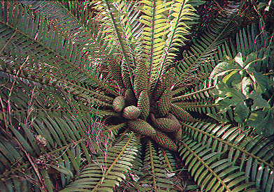 Encephalartos septentrionalis Septentrionalis