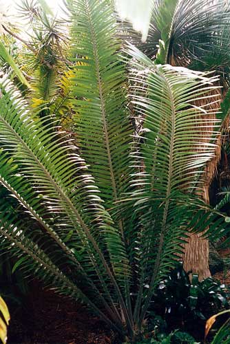 Encephalartos tegulaneus Tegulaneus-01