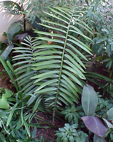 Encephalartos tegulaneus Tegulaneus02