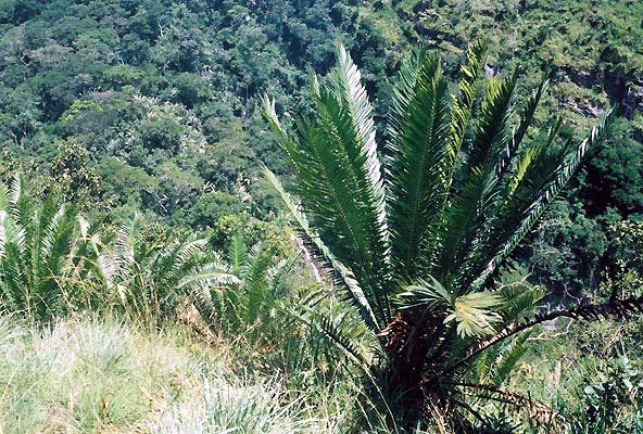 Encephalartos whitelockii Whitelockii03