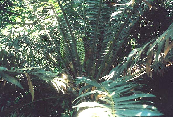 Encephalartos whitelockii Whitelockii04