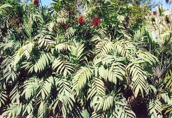 Chamaedorea Microspadix