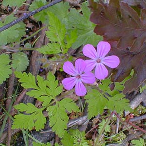 ماهي الطرق المستعملة لعلاج حب الشباب بالأعشاب ؟ Wildgeranium_may