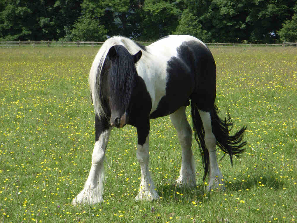 Cassius and his mares Cassius(1)