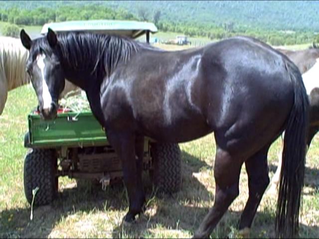 Horses................................ Opal_4-19-08