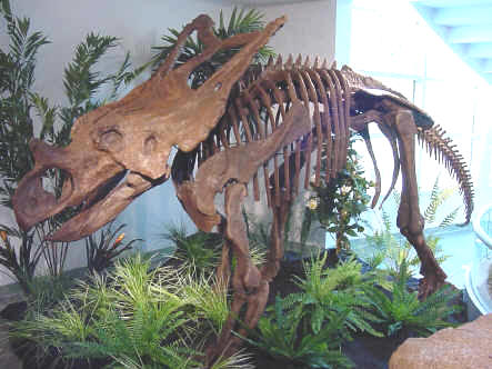 El Chasmosaurus CHASMOSAURUS