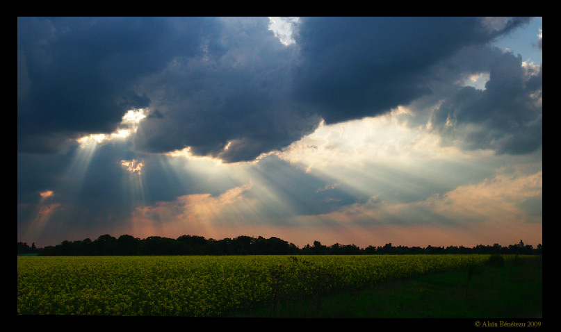 Colza et soleil couchant Rennem_3