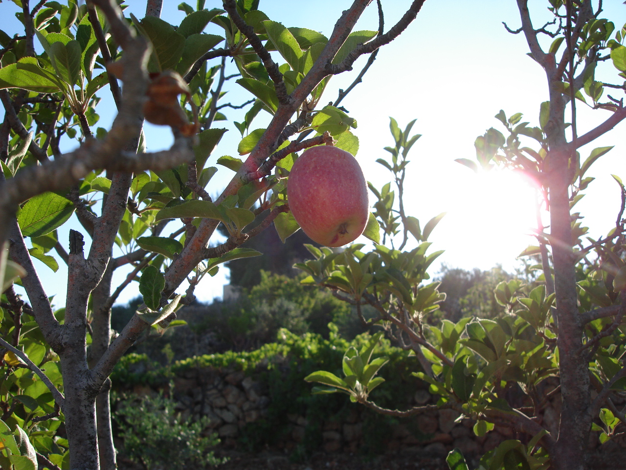   Battir-12675