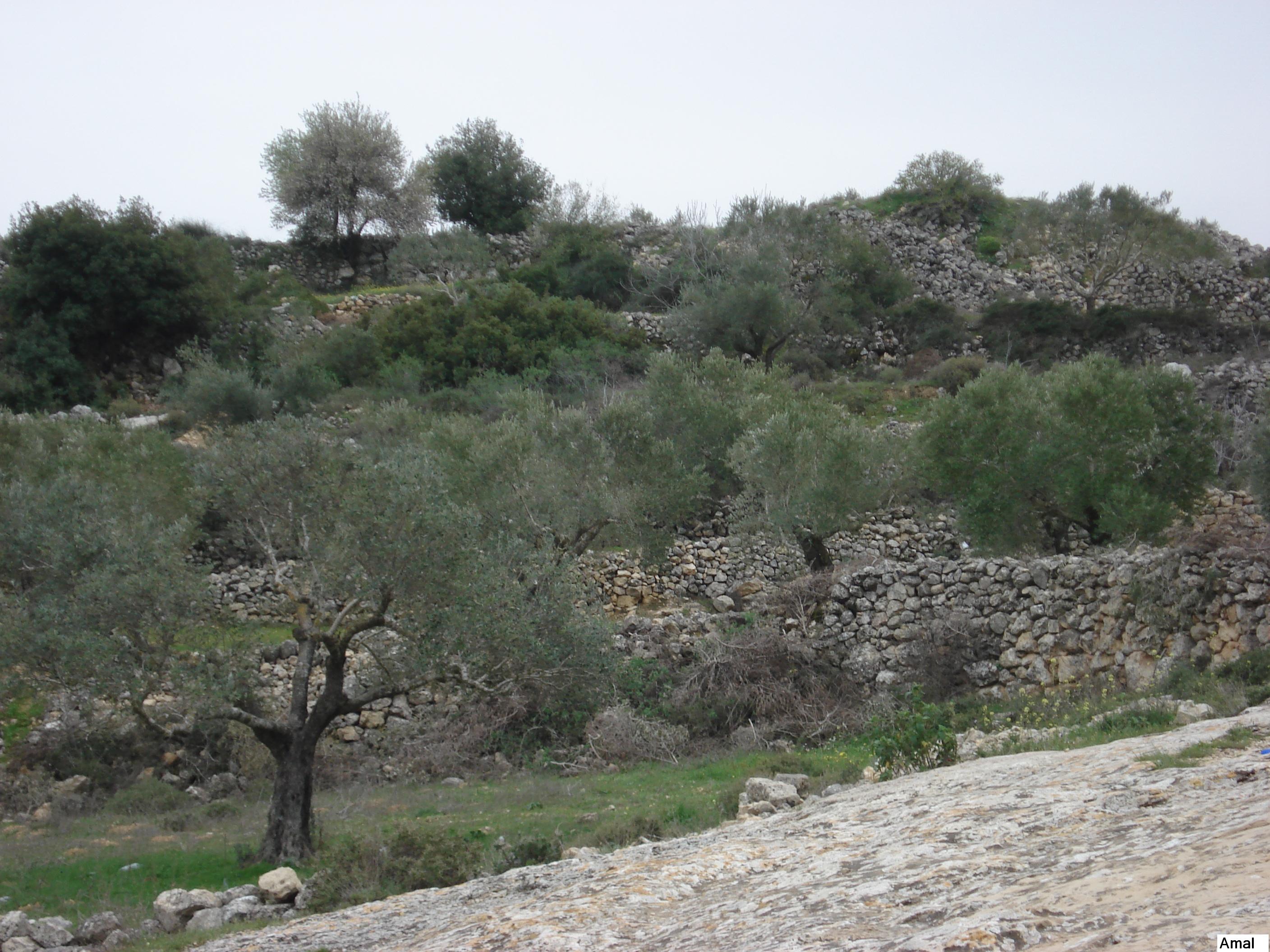 قريتي بتير  عيوننا إليكِ ترحل كل يوم Battir-13300