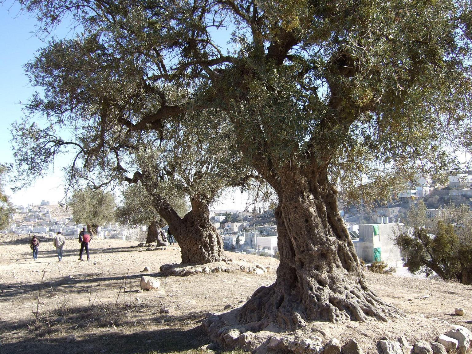 فلسطين في الذاكرة اكبر مجموعة صور لمحافظات فلسطين Hebron-11298