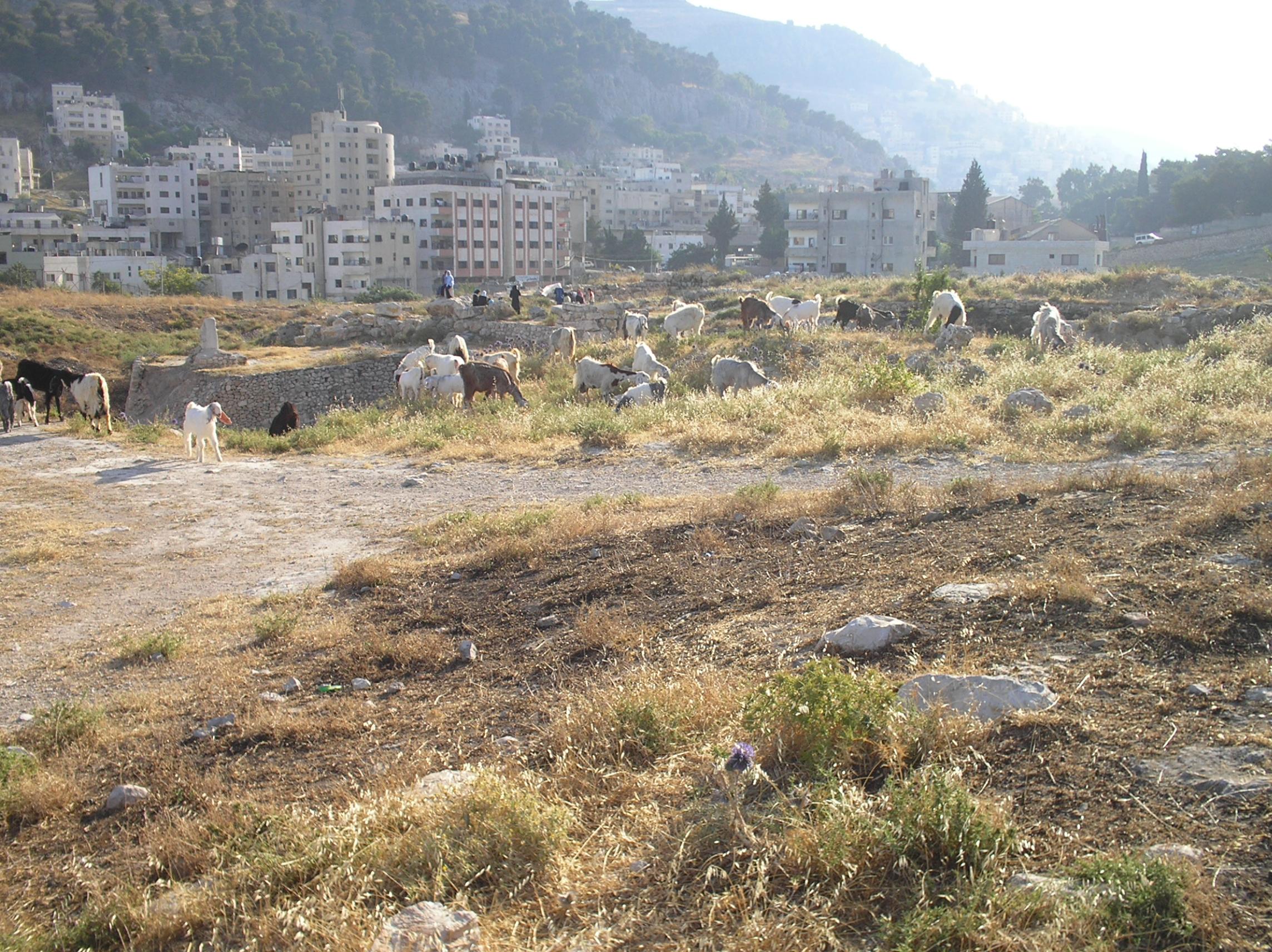 افضل اماكن في فلسطين (بالصور) Nablus-11601