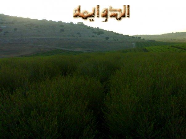 صور جديدة لقرية الدوايمة رغم الاحتلال Picture52338