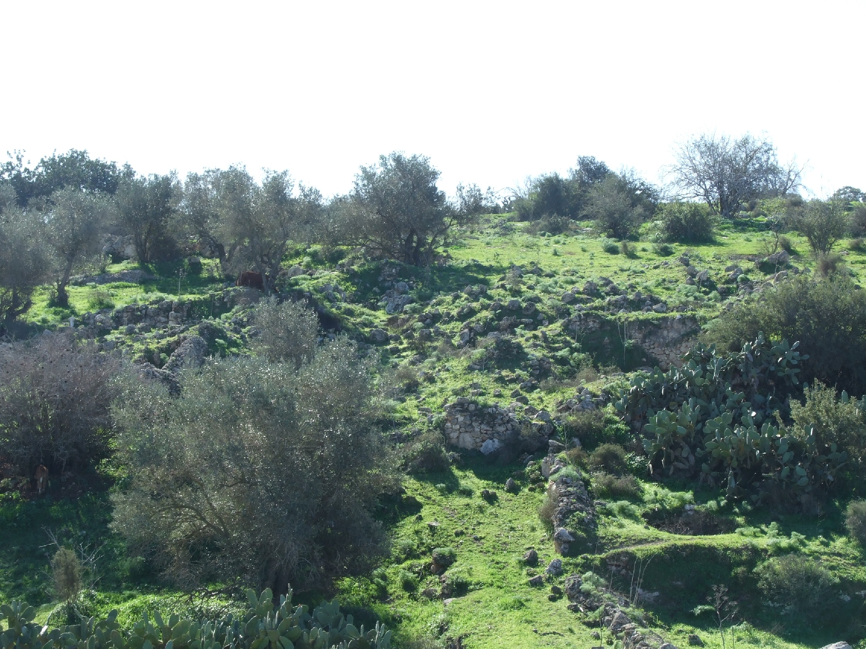 صور جديدة لقرية الدوايمة رغم الاحتلال Picture60830