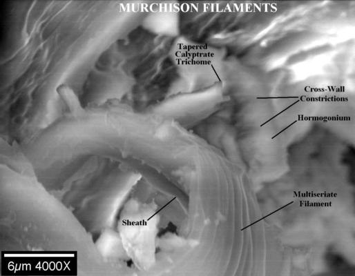 OVNI, Zététique, censure  et homéostasie. Hoovermurchisoncalytratefilamentlaminatedsheath