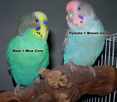 Periquitos más caros del mundo Female-and-male-parakeets