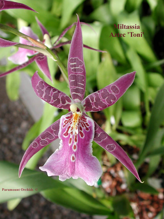 Orchidée mystère besoin de votre aide  Miltassia%20Aztec%20%27Toni%271%20copy