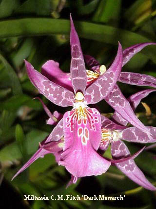 Orchidée mystère besoin de votre aide  Miltassia%20C.%20M.%20Fitch%20%27Dark%20Monarch%27%20copy