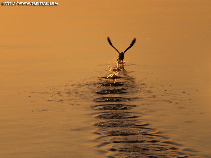 صور بحور جميله ادخل بس خلى بالك لتغرق Bird-in-see