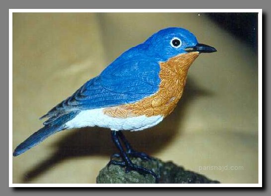 جمال الطيور Blue_bird2