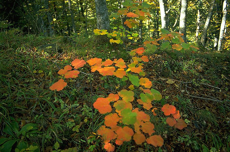 QUANT'E' BELLA LA NATURA !!! Vegetazione2-800