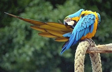 Regarding Pets BlueandgoldMacaw1