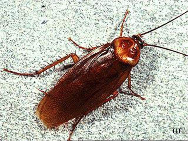 فوائد الصرصور American%20Cockroach