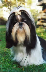 Shih Tzu Ashley