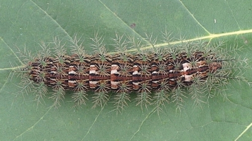 Le monde merveilleux des insectes - Page 4 Lonomia-obliqua