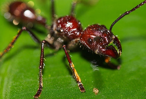 Le monde merveilleux des insectes - Page 4 Paraponera_clavata