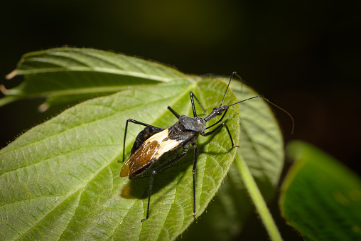 Le monde merveilleux des insectes - Page 4 Reduviidae-sur-feuille