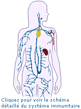 Le système immunitaire:qu'est ce que c'est? Comprendre_systeme_immunitaire_mantha_2004_pm-2